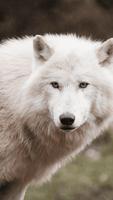 Wolf Wallpaper HD โปสเตอร์