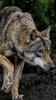 Wolf Wallpaper HD ภาพหน้าจอ 1