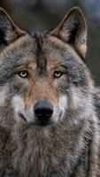 Wolf Wallpaper HD ภาพหน้าจอ 2