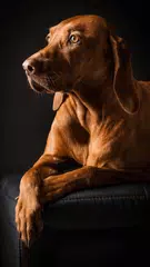 Dogs wallpaper HD XAPK download