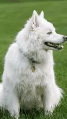 Dogs wallpaper HD XAPK download