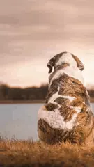 Dogs wallpaper HD XAPK download