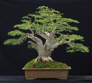 Ide Desain Bonsai Kreatif For Android Apk Download