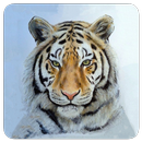 Zelfstudie Dierenkunst tekenen-APK