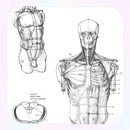 Drawing Human Body Tutorial APK