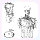 Drawing Human Body Tutorial icon