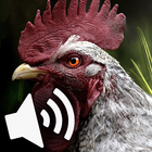Rooster and hen sounds-icoon