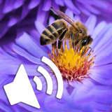 Sounds of insects 圖標