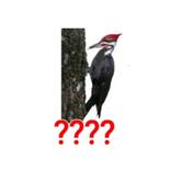 خمن اسم الحيوان