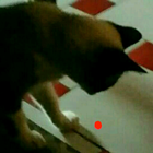 Laser Cat icon