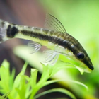 Otocinclus Care Guide иконка