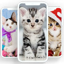 Cats Wallpapers - Cute Backgrounds APK