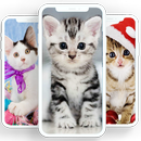 Cats Wallpapers - Cute Backgrounds-APK