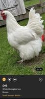 Find My Poultry syot layar 2