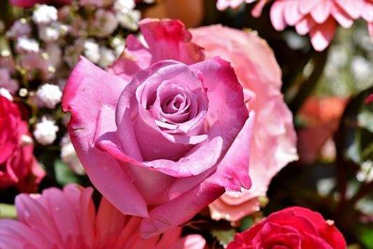 Bellas Rosas Y Flores Hermosas De Amor Gratis For Android Apk