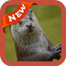 Otter Wallpaper APK