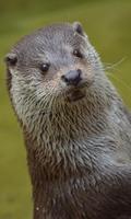 Otter Wallpaper poster