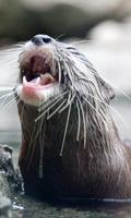 Otter Wallpaper screenshot 1