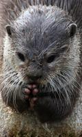 Otter Wallpaper screenshot 2