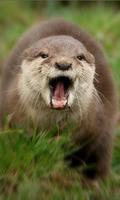 Otter Wallpaper screenshot 3
