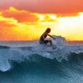 Surfing Fans