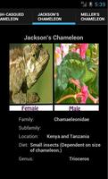 برنامه‌نما Chameleons عکس از صفحه