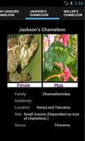 Chameleons ảnh chụp màn hình 3