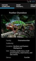 Chameleons الملصق