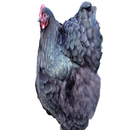 Chickens 101-APK