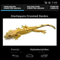 پوستر Crested Geckos