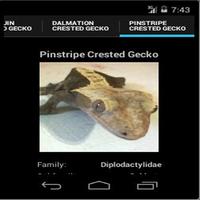 Crested Geckos ภาพหน้าจอ 1