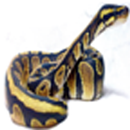 Ball Pythons-APK