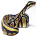 Ball Pythons ไอคอน