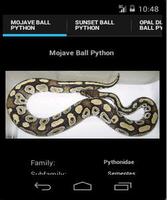 Ball Pythons Affiche