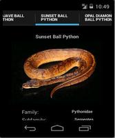 Ball Pythons 스크린샷 1