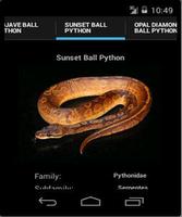 Ball Pythons ภาพหน้าจอ 1