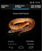Ball Pythons 截图 3