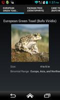 Frogs And Toads 101 Affiche