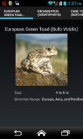 Frogs And Toads 101 gönderen