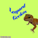 Leopard Geckos APK