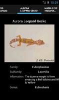 Leopard Geckos الملصق