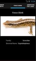 Skinks Affiche