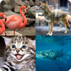 Animal kingdom APK