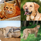 Animals Quiz আইকন
