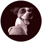 Bolinha The Dog - Figurinhas icon