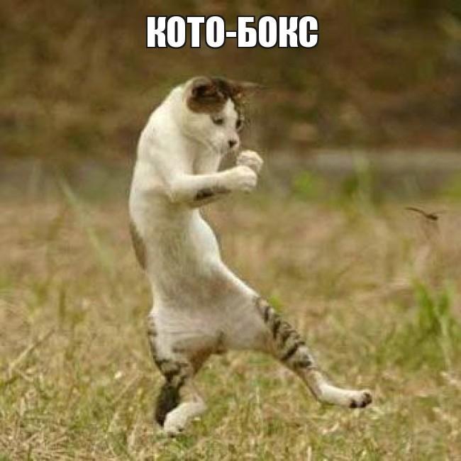Видео Приколы С Кошками Для Андроид - Скачать APK