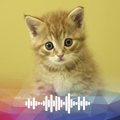 Kucing suara