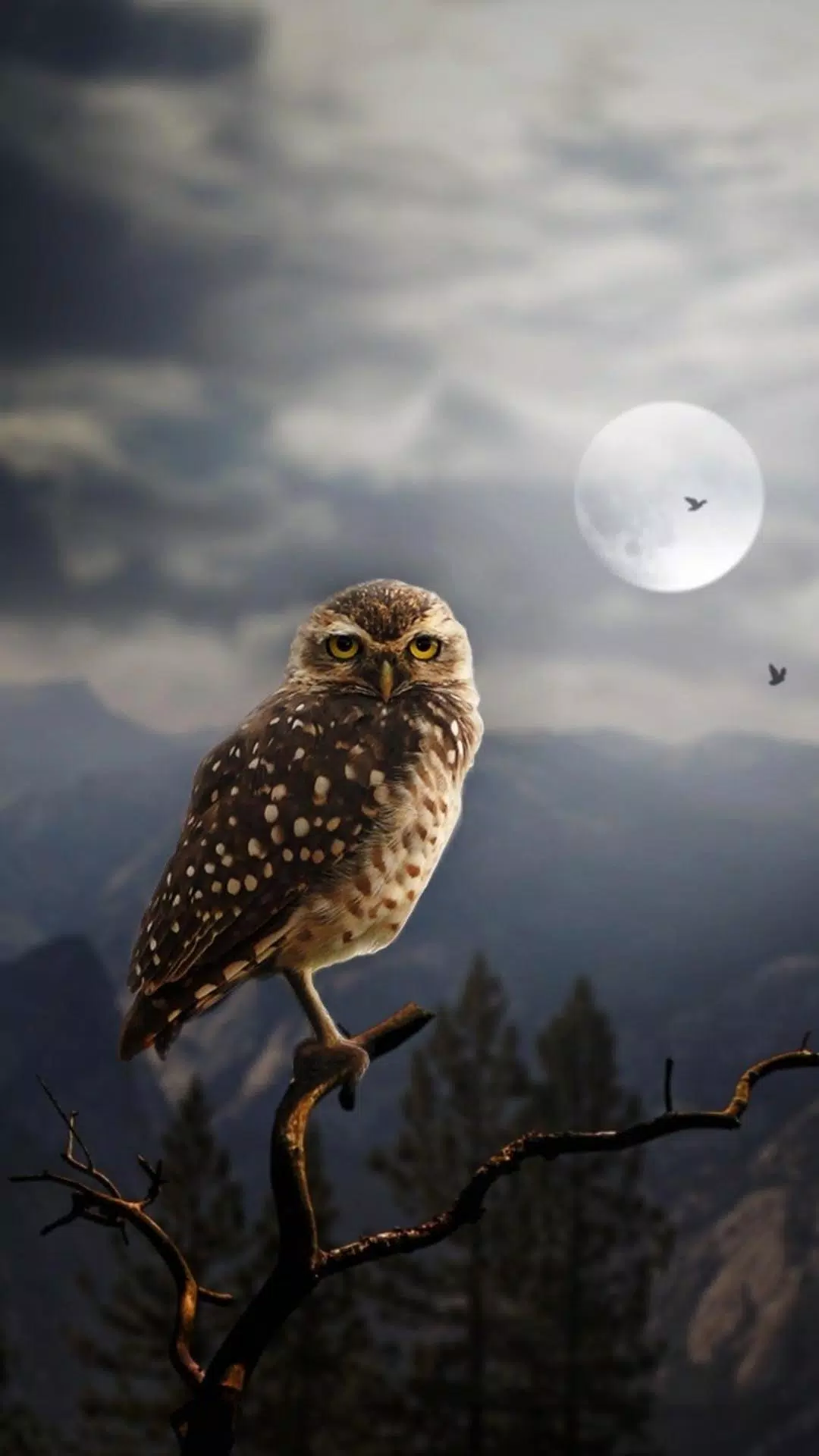 Owl HD Wallpaper APK voor Android Download