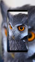 🦉 4K Owl Wallpapers HD gönderen