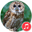 Owl Sounds APK